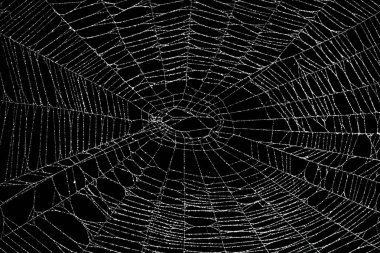 Siyah üzerine izole edilmiş gerçek don kaplı örümcek ağı