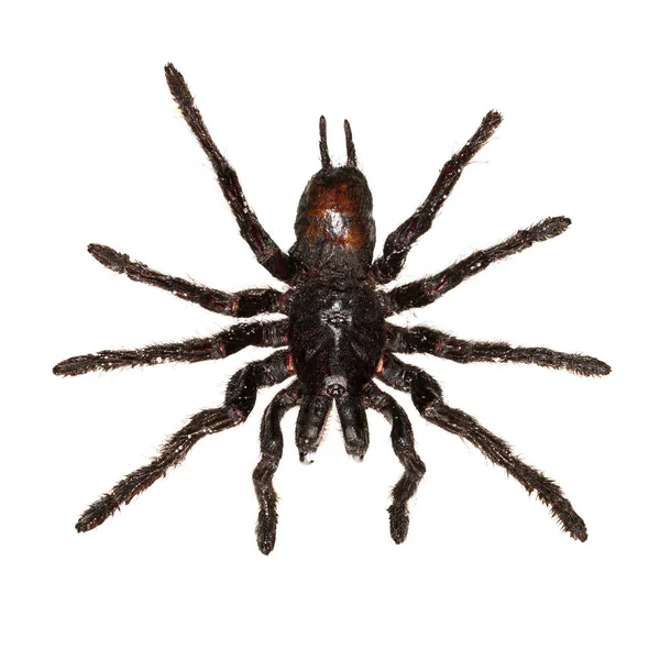 Bovenaanzicht van een zwarte hangende tarantula spin geïsoleerd op wh — Stockfoto