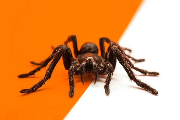 Black Halloween spider on orange and white background with blank — Stock Photo, Image