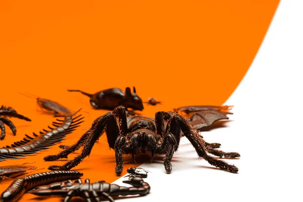Zwarte Halloween griezelige kruipende insecten en spinnen op oranje backgro — Stockfoto