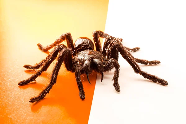 Siyah Cadılar Bayramı örümceği turuncu ve beyaz arka planda boş — Stok fotoğraf
