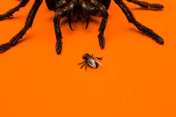 Jediný pravý tarantulový pavouk plížící se na malé mouše. Strašidelné — Stock fotografie