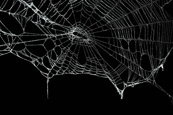 Siyah üzerine izole edilmiş gerçek don kaplı örümcek ağı — Stok fotoğraf
