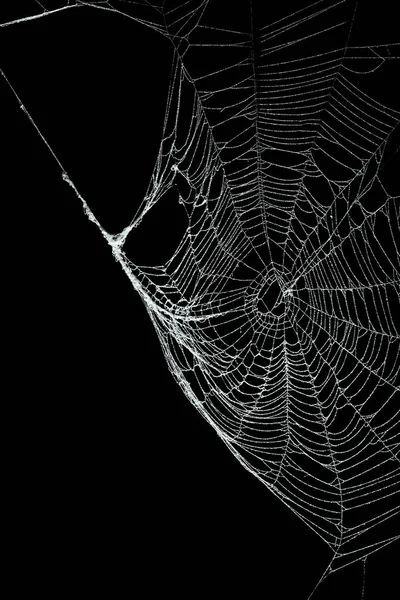 Véritable toile d'araignée recouverte de gel isolée sur noir — Photo