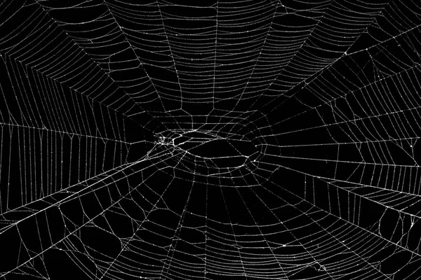 Teia de aranha real isolada em preto — Fotografia de Stock