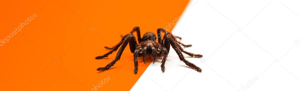 Black Halloween spider on orange and white background with blank