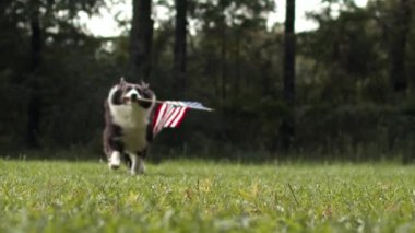 Border collie dog ağır çekimde dışarı koşuyor. Amerikan bayrağını tutuyor.