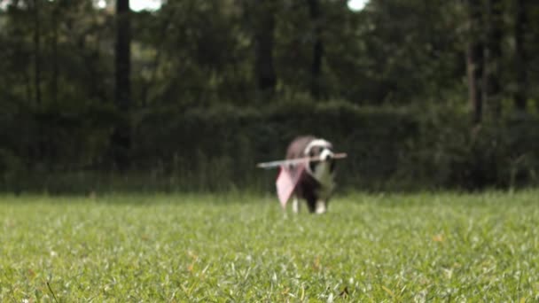 Border Collie Dog Running Slow Motion Holding American Flag — Stock Video