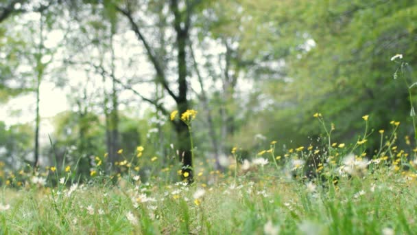 Cane Collie Confine Patriottico Che Corre Fuori Attraverso Fiori Mentre — Video Stock