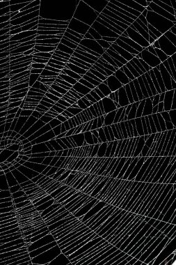 Siyah üzerine izole edilmiş gerçek don kaplı örümcek ağı