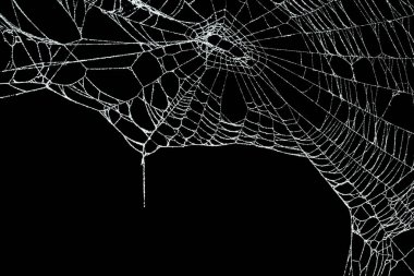 Siyah üzerine izole edilmiş gerçek don kaplı örümcek ağı