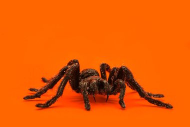 Turuncu arka planda gerçek bir tarantula örümceği. Metin için boş alanı olan ürkütücü Cadılar Bayramı konsepti.