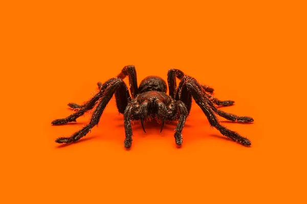 Singel Riktig Tarantula Spindel Orange Bakgrund Läskigt Halloweenkoncept Med Tomt — Stockfoto