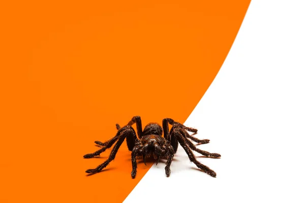 Black Halloween Spider Orange White Background Blank Space Text Image — Stock Photo, Image