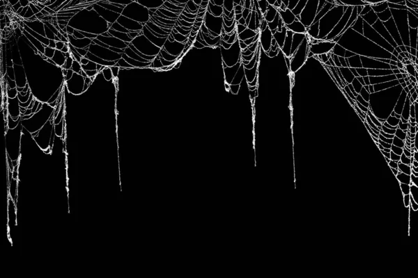 Real Creepy Spider Webs Hanging Black Banner Top Border — Stock Photo, Image