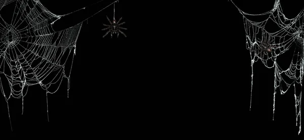 真正令人毛骨悚然的蜘蛛网挂在黑色的横幅上 上面挂着塔兰塔 — 图库照片