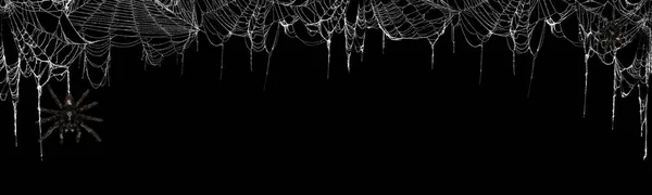 Настоящие Жуткие Паутины Черном Баннере Верхняя Граница Тарантулами Свисающими Паутины — стоковое фото