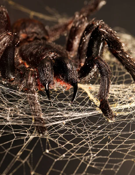 Velká Chlupatá Tarantula Tesáky Zavěšenými Pavučině — Stock fotografie