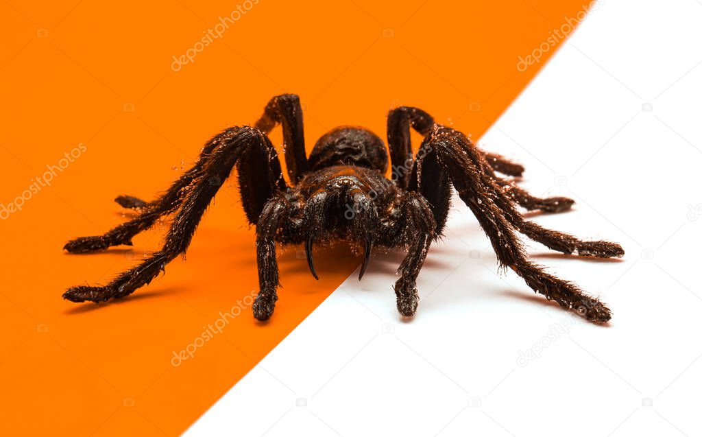 Black Halloween spider on orange and white background with blank space for text or image