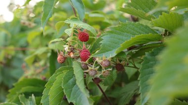 Ahududu berry bir çalı yeşil yaprakları ve olgun sulu lezzetli çilek olgunlaşır