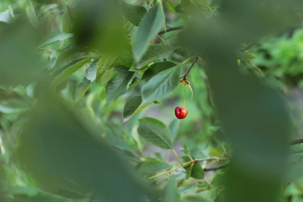 Cherry Berries Ripen Tree Green Leaves Ripe Juicy Delicious Cherry — Stock Photo, Image