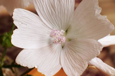 Glade farklı çiçek ve çim, çim kulakları birçok yeşillik, ormanda doğal çiçekli ve bahçede