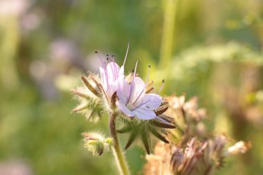Glade farklı çiçek ve çim, çim kulakları birçok yeşillik, ormanda doğal çiçekli ve bahçede