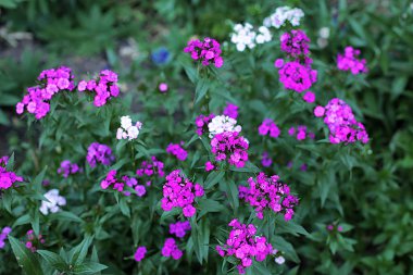 Glade farklı çiçek ve çim, çim kulakları birçok yeşillik, ormanda doğal çiçekli ve bahçede