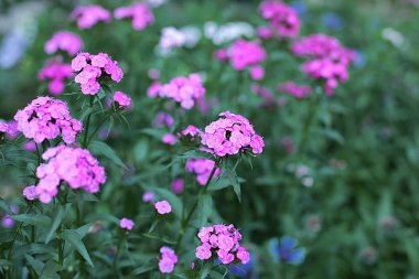 Glade farklı çiçek ve çim, çim kulakları birçok yeşillik, ormanda doğal çiçekli ve bahçede