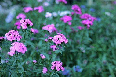 Glade farklı çiçek ve çim, çim kulakları birçok yeşillik, ormanda doğal çiçekli ve bahçede