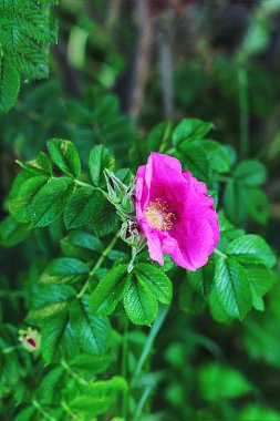 Glade farklı çiçek ve çim, çim kulakları birçok yeşillik, ormanda doğal çiçekli ve bahçede