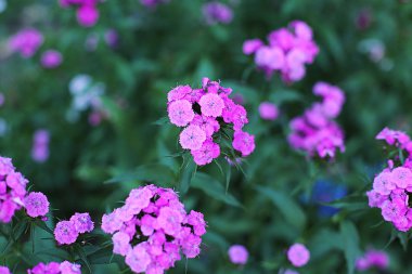 Glade farklı çiçek ve çim, çim kulakları birçok yeşillik, ormanda doğal çiçekli ve bahçede