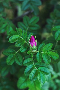 Glade farklı çiçek ve çim, çim kulakları birçok yeşillik, ormanda doğal çiçekli ve bahçede
