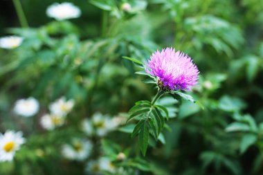 Glade farklı çiçek ve çim, çim kulakları birçok yeşillik, ormanda doğal çiçekli ve bahçede