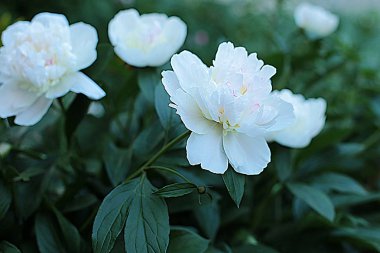 Glade farklı çiçek ve çim, çim kulakları birçok yeşillik, ormanda doğal çiçekli ve bahçede