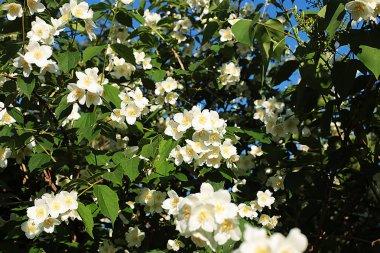 Glade farklı çiçek ve çim, çim kulakları birçok yeşillik, ormanda doğal çiçekli ve bahçede