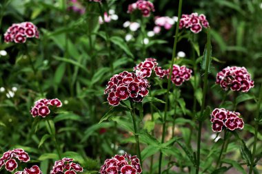 Glade farklı çiçek ve çim, çim kulakları birçok yeşillik, ormanda doğal çiçekli ve bahçede