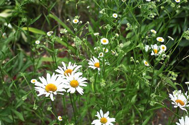 Glade farklı çiçek ve çim, çim kulakları birçok yeşillik, ormanda doğal çiçekli ve bahçede