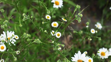 Glade farklı çiçek ve çim, çim kulakları birçok yeşillik, ormanda doğal çiçekli ve bahçede