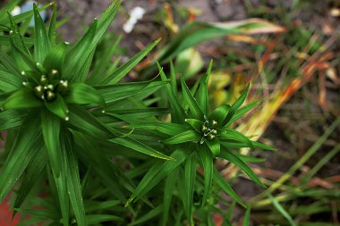Glade farklı çiçek ve çim, çim kulakları birçok yeşillik, ormanda doğal çiçekli ve bahçede