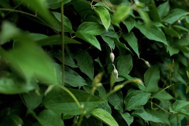 Glade farklı çiçek ve çim, çim kulakları birçok yeşillik, ormanda doğal çiçekli ve bahçede