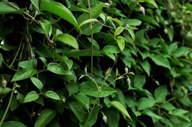 Glade farklı çiçek ve çim, çim kulakları birçok yeşillik, ormanda doğal çiçekli ve bahçede