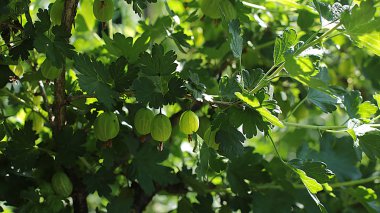 bahçede bektaşi üzümü çalı, çilek meyveleri bir dal üzerinde büyümek, gözyaşı bektaşi üzümü ve yemek