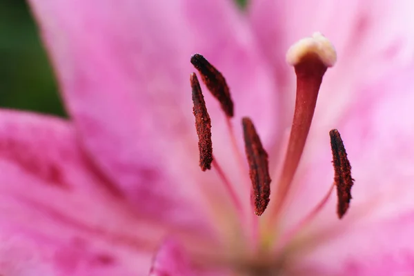 異なる花や草のグレード 草の耳は 多くの緑 森や庭に自然の開花です — ストック写真