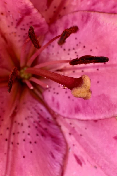 花卉的宏观照片 开花植物特写宏观自然世界 — 图库照片