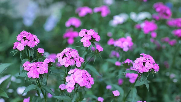 Glade Diversi Fiori Erba Spighe Erba Sono Molti Verdi Fioritura — Foto Stock