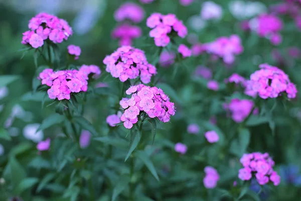 Glade Diversi Fiori Erba Spighe Erba Sono Molti Verdi Fioritura — Foto Stock