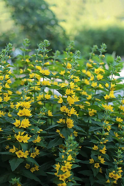 Glade Diferentes Flores Grama Orelhas Grama São Muitos Verdes Floração — Fotografia de Stock