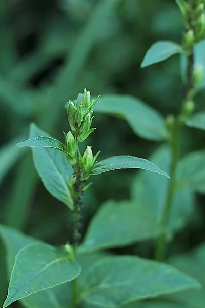 Glade Fleurs Herbe Différentes Épis Herbe Sont Nombreux Verts Floraison — Photo