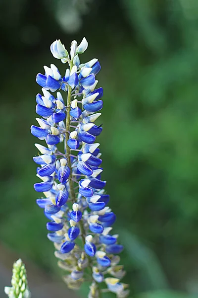 Glade Diferentes Flores Grama Orelhas Grama São Muitos Verdes Floração — Fotografia de Stock